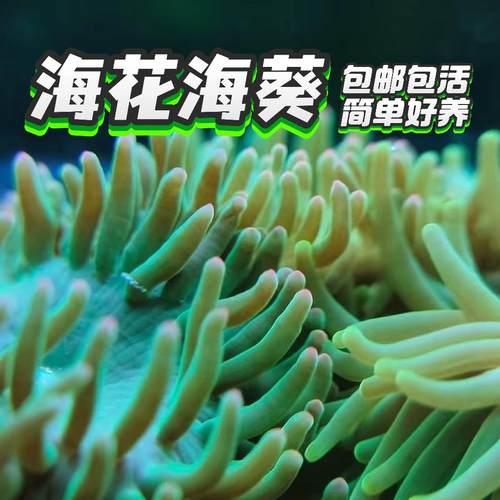 荧光海葵新手好饲养绿石葵樱花葵小丑奶嘴海葵绿疣海葵迷你奶嘴