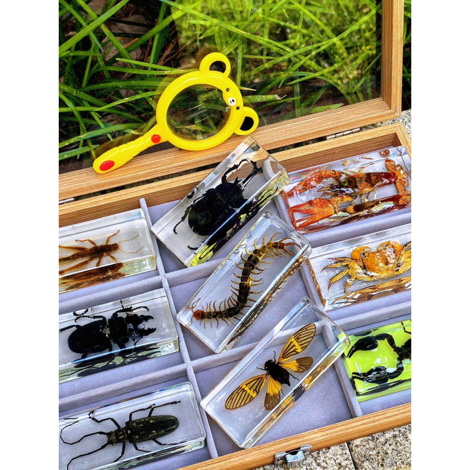 真实昆虫动物树脂标本科普教学透明摆件儿童玩具甲虫蝎子锹甲蜘蛛,家居饰品,标本类装饰画,淘宝优惠券,粉丝福利购,淘宝优惠卷