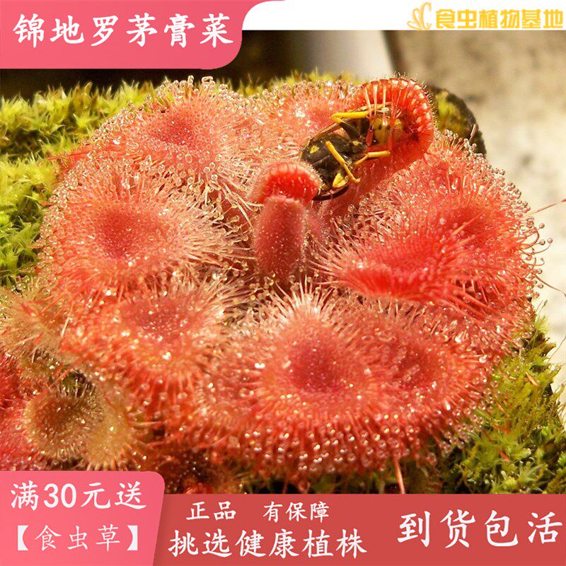 热销各类茅膏菜【迷你粘住虫子食人花食虫草驱蚊草食虫植物包邮盆