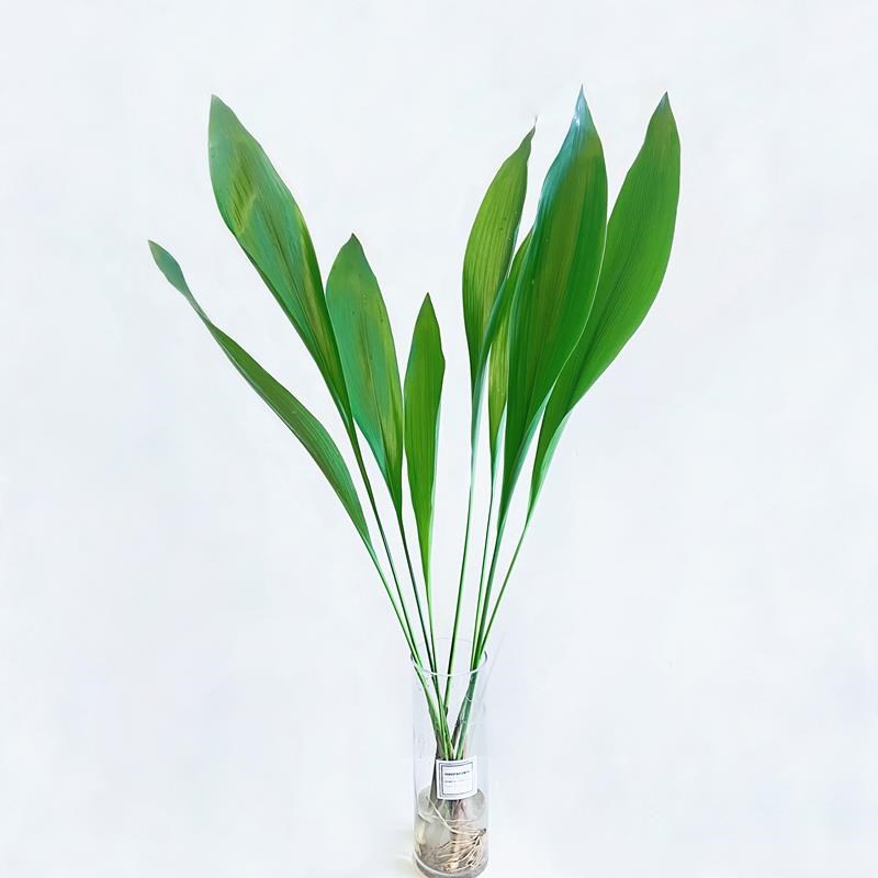 热销水培植物一叶兰绿植盆栽办公室摆件室内好养喜阴耐寒净化空气