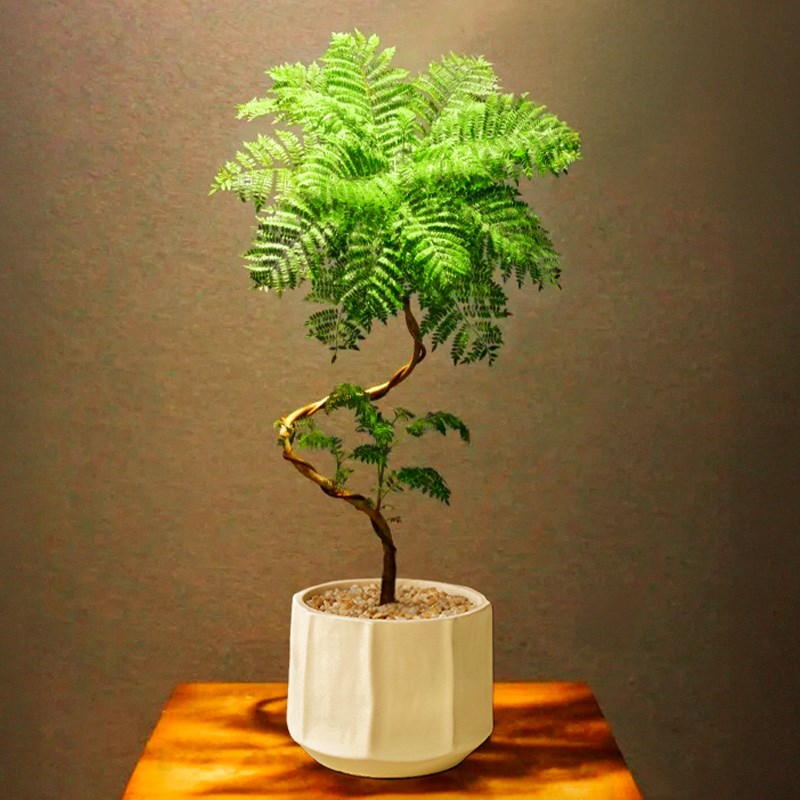 热销蓝花楹绿植室内盆栽造型盆景客厅办公室桌面植物花卉摆件四季