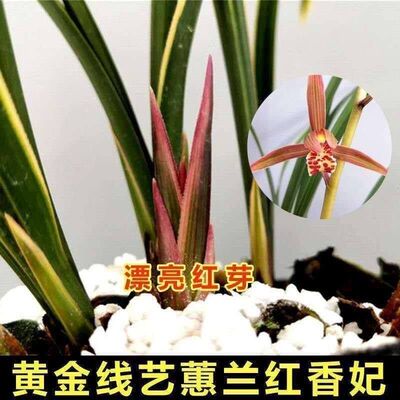 浓香型蕙兰名贵边线香妃花苗品绿