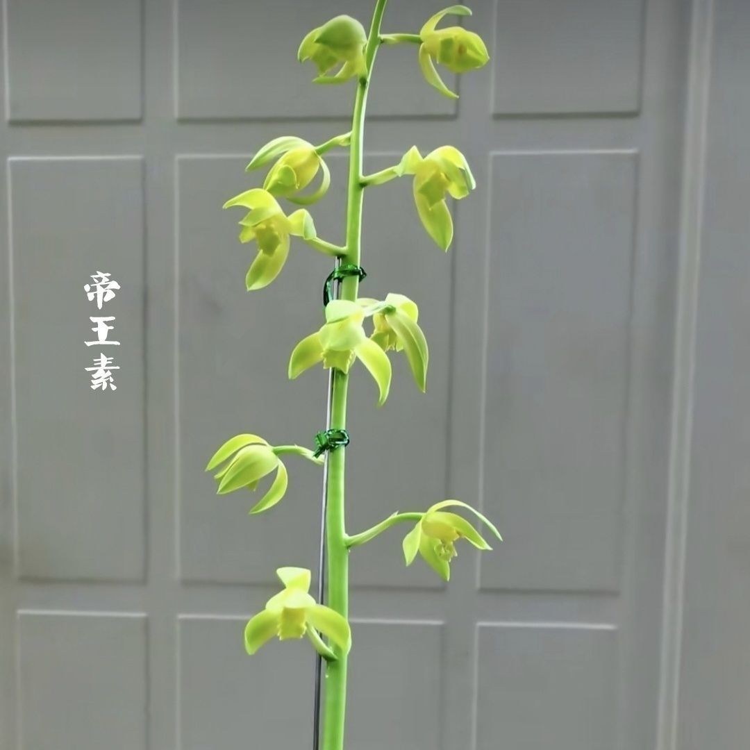 新品素花蕙兰【帝王素】室内外盆栽阳台花卉大全开花浓香型绿植