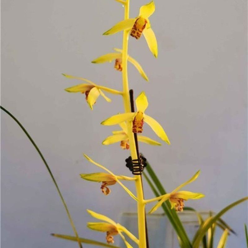 带花苞浓香型兰花大全蕙兰【皇太极】室内外花卉大全阳台绿植好养