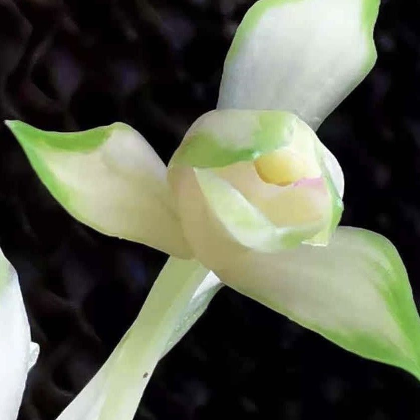 正品兰花苗建兰【天地人和】室内外客厅办公好养易活花艺双全花卉