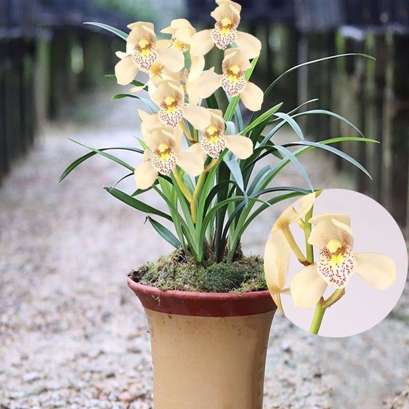 开花浓香兰花【昭君雪】兰花苗浓香型盆栽室内外花卉大全兰草