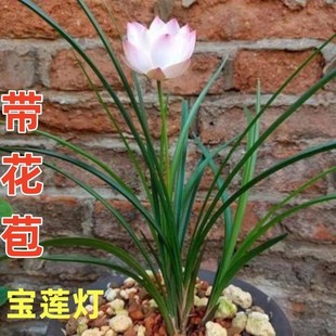 带花苞兰花新品春兰奇花多瓣香型【宝莲灯】室内外盆栽花卉大全