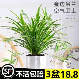 常青好养活绿植水养水培垂吊 金边吊兰盆栽花卉植物室内花阳台四季