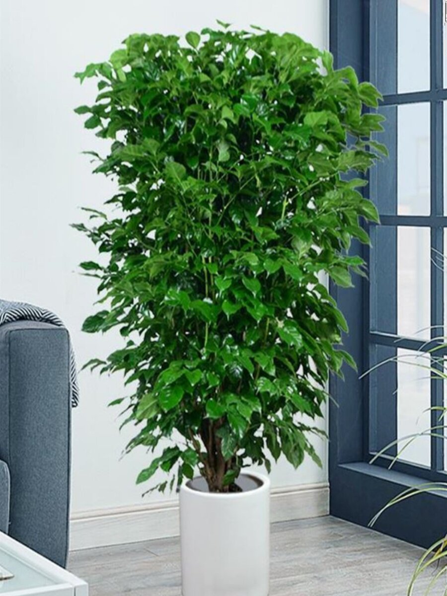 禄植盆栽树木绿植室内土养花木客厅旺宅大型家里植物轻奢家养盘景