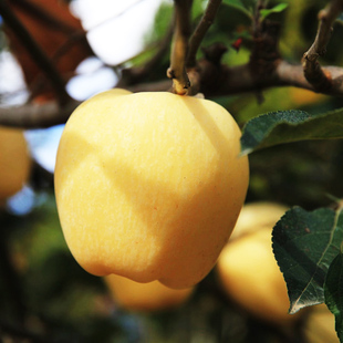 dole都乐山东威海 黄金维纳斯苹果3斤新鲜水果