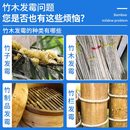 箱竹木防虫防霉松木橡木板材木方防发霉 木材防霉剂粉剂木托盘包装