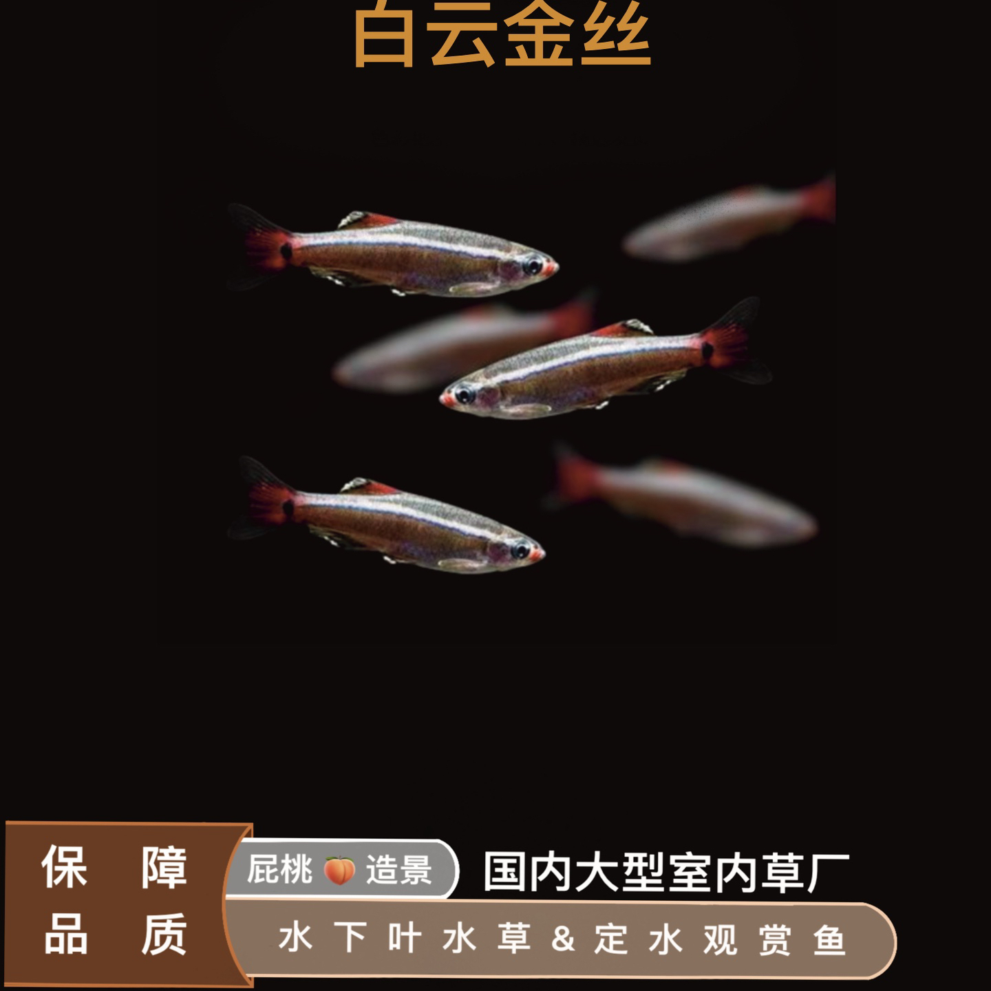 白云黄金丝鱼活体小型原生鱼