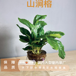 山涧榕   半水 水榕原生缸古法缸推荐 新手养水草鱼缸造景