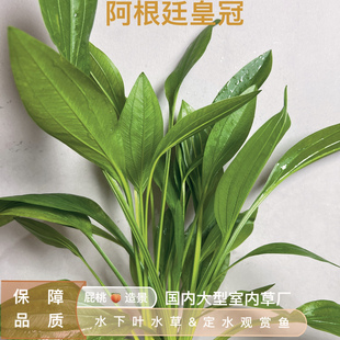 阿根廷皇冠一半水古法缸原生缸鱼缸造景水草陆生植物水培