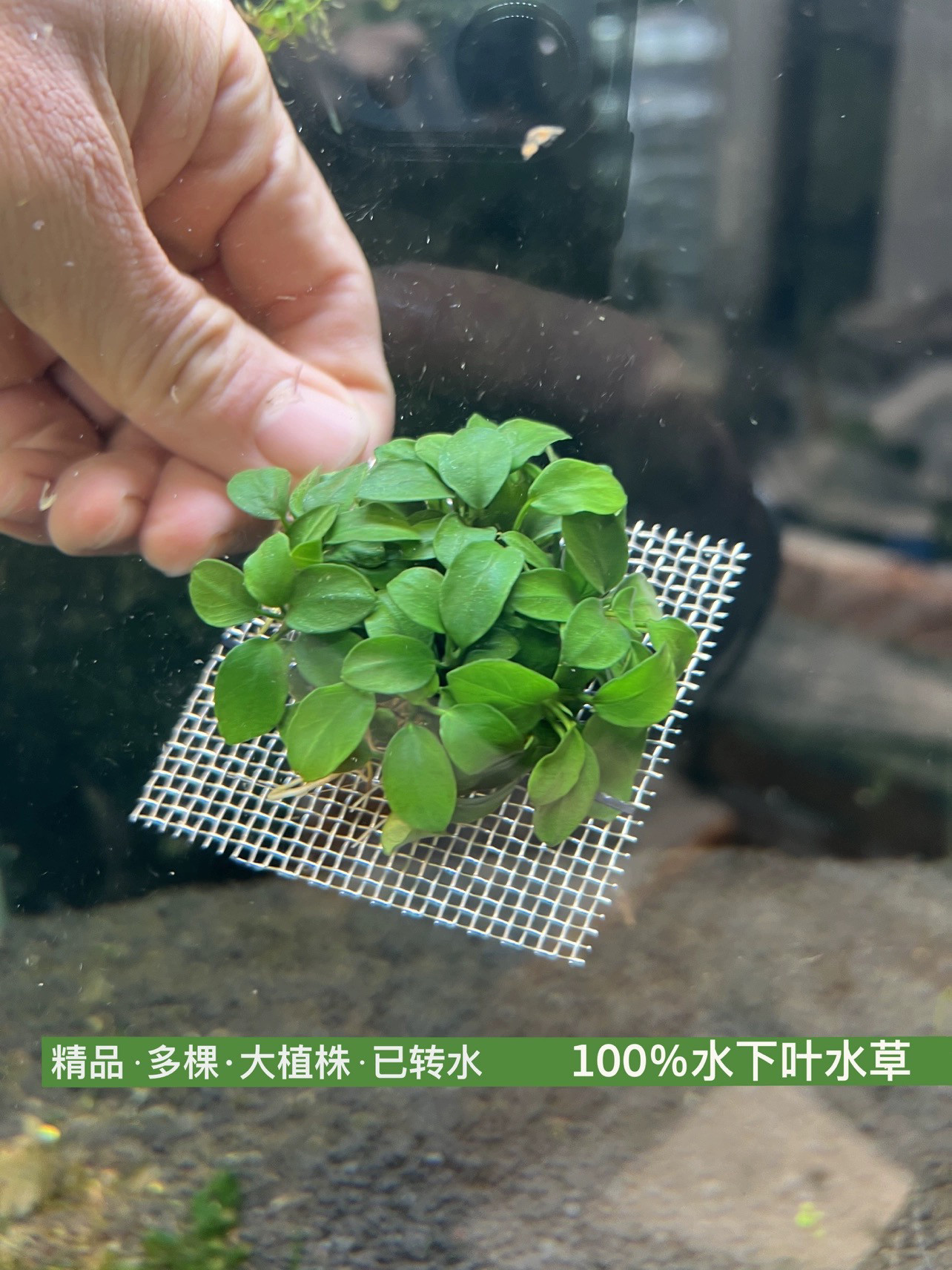 小型水榕系列-日本小榕(水下叶)易养阴性水榕 鱼缸造景水草新手