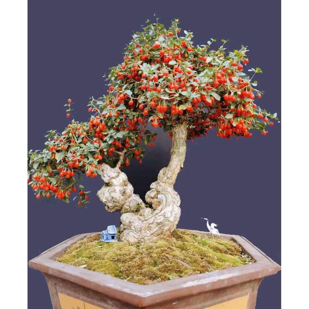 中华野生红枸杞造型树苗老桩盆景黄红赤玉紫枸杞苗盆栽当年结果