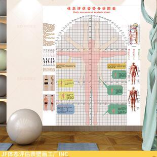 真丝布体态评估墙贴壁画 画身形姿势对比参考图脊椎歪曲矫正体测