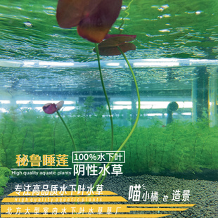 ADA莲秘鲁夜开莲真正水下叶高端睡莲阴性水草新品鱼缸造景爆款202