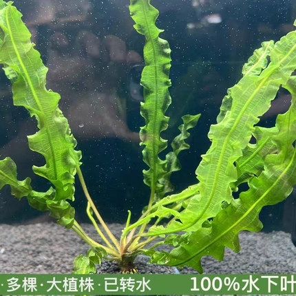 ADA玻璃浪水下叶阴性水草 根部可冬眠 鱼缸草缸造景