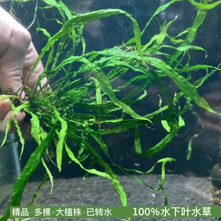 ADA丹麦细叶铁皇冠真正水下叶可无碳鱼缸草缸造景阴性水草爆款 NEW