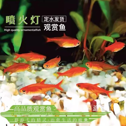 喷火灯鱼定水发货群游小型热带观赏鱼淡水好养红绿灯科鱼草缸爆款
