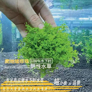 前景爬地矮珍珠真正水下叶阴性水草草缸造景活体爆款新手淡水鱼缸