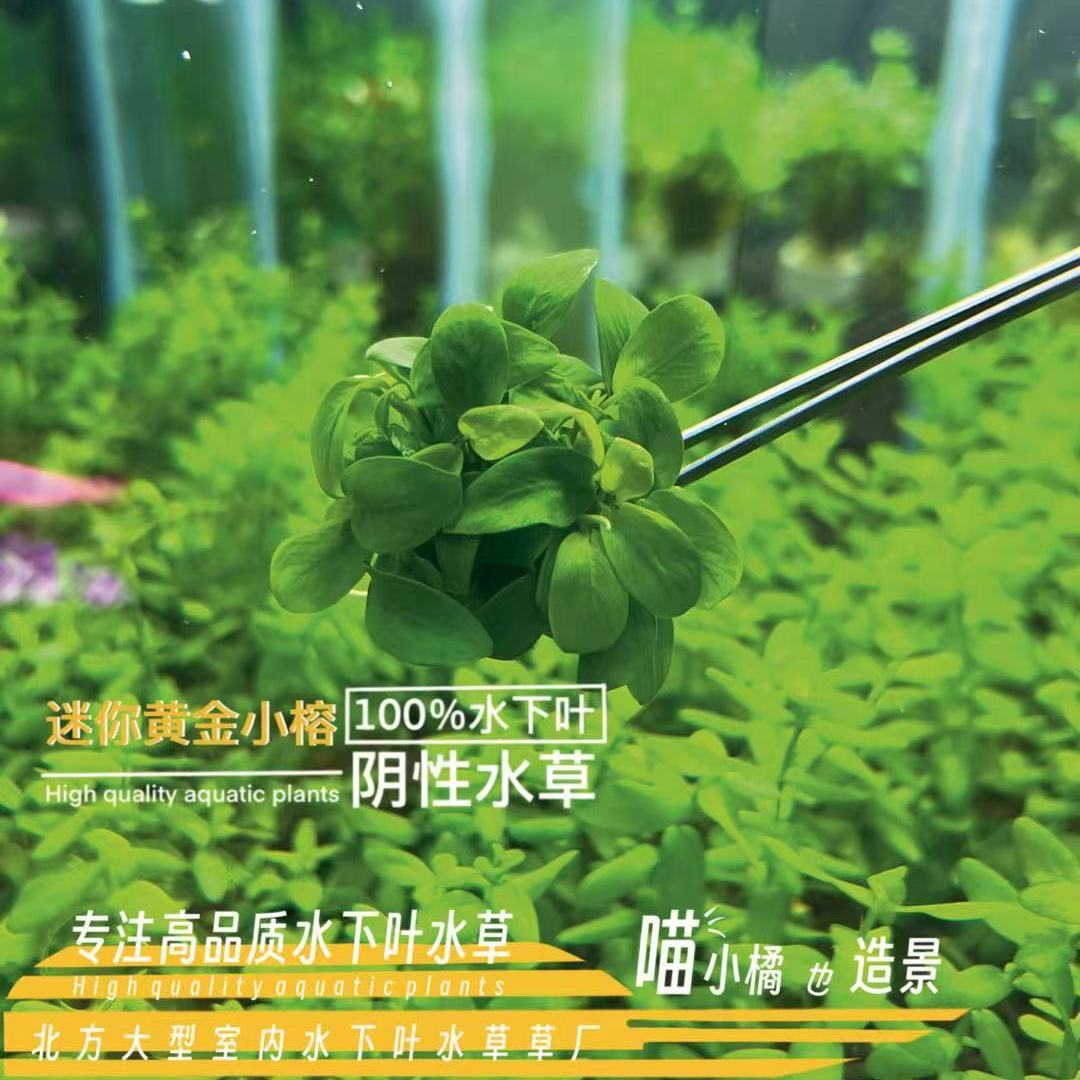 精品迷你黄金小叶榕真正水下叶阴性易养易活水草鱼缸草缸造景爆款