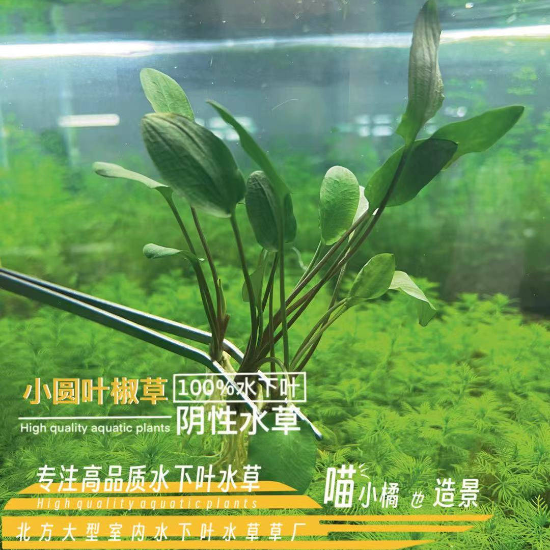 小圆叶椒草一真正水下叶大植株鱼缸草缸造景阴性水草爆款实拍植物