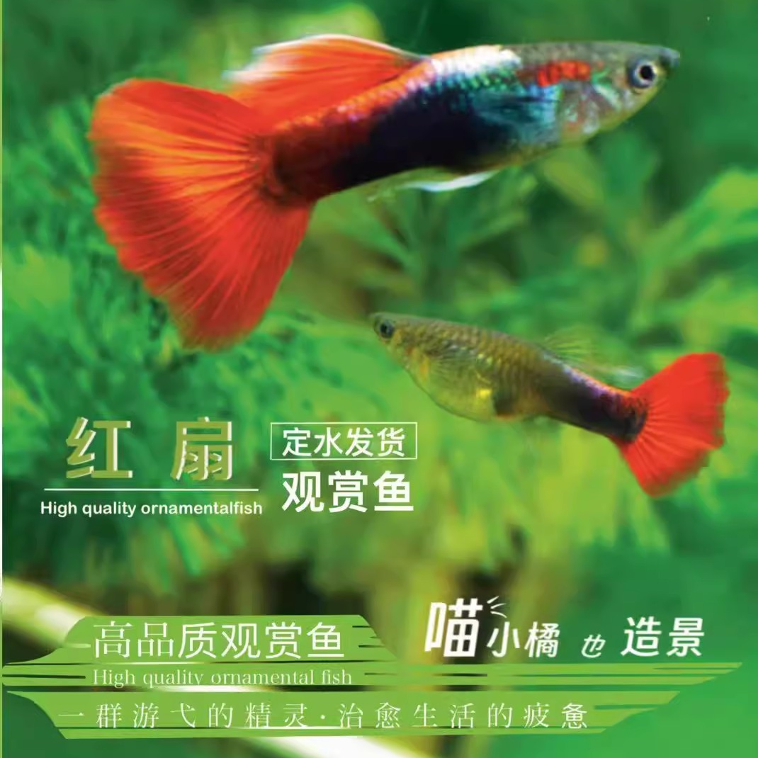 耐活鱼红扇孔雀鱼一定水