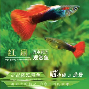 红扇孔雀鱼一定水发货鱼缸观赏鱼豹点天空蓝冰好养耐活热带鱼爆款