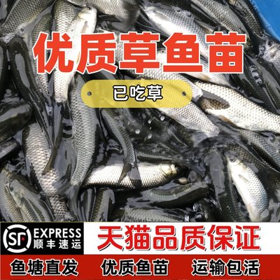 草鱼鱼苗活体淡水养殖食用吃草皖半斤食蚊鱼塘鱼缸观赏鱼大草鱼苗