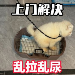 狗定点上厕所神器宠物狗防踩屎加高架子不沾脚中型犬小型犬便盆狗