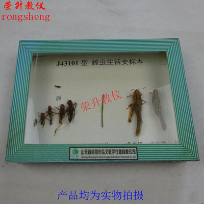 。蝗虫生活史标本 J43101 初中高中生物实验 教学仪器器材标本实