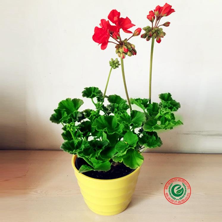 阳台精品花卉盆栽植物 天竺葵 大花天竺葵 老桩 多花色任选包邮