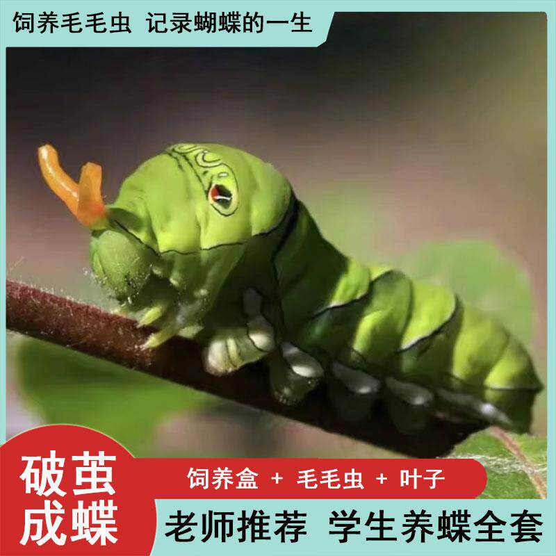 儿童科学观察饲养蝴蝶幼虫毛毛虫成长过程活体柑橘大帛斑虫宝宝