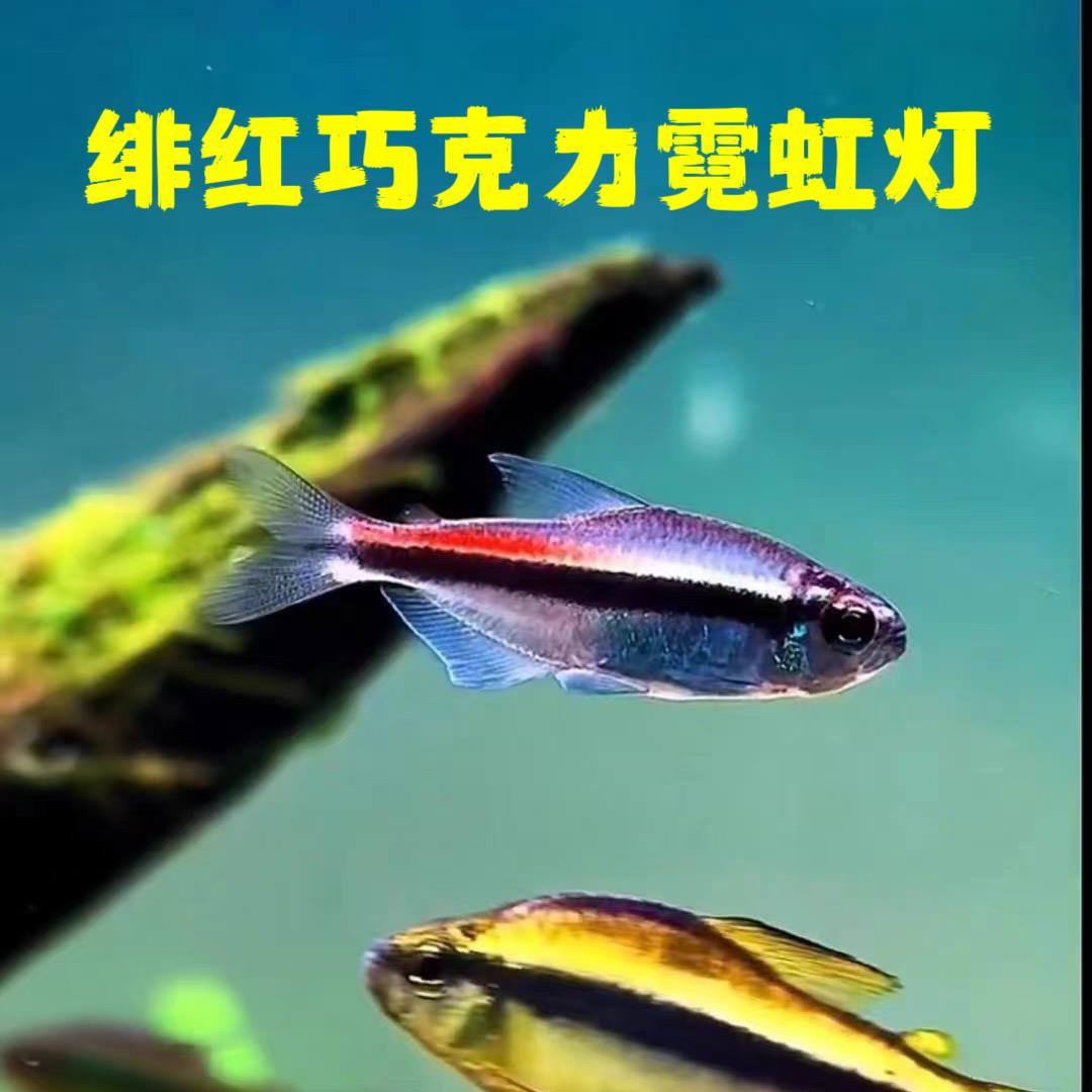 绯红巧克力霓虹小型灯鱼热带鱼南美高端草缸鱼观赏鱼