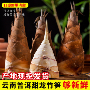 【顺丰包邮】云南万柏甜龙竹笋新鲜现挖鲜笋低草酸刺身煲汤火锅