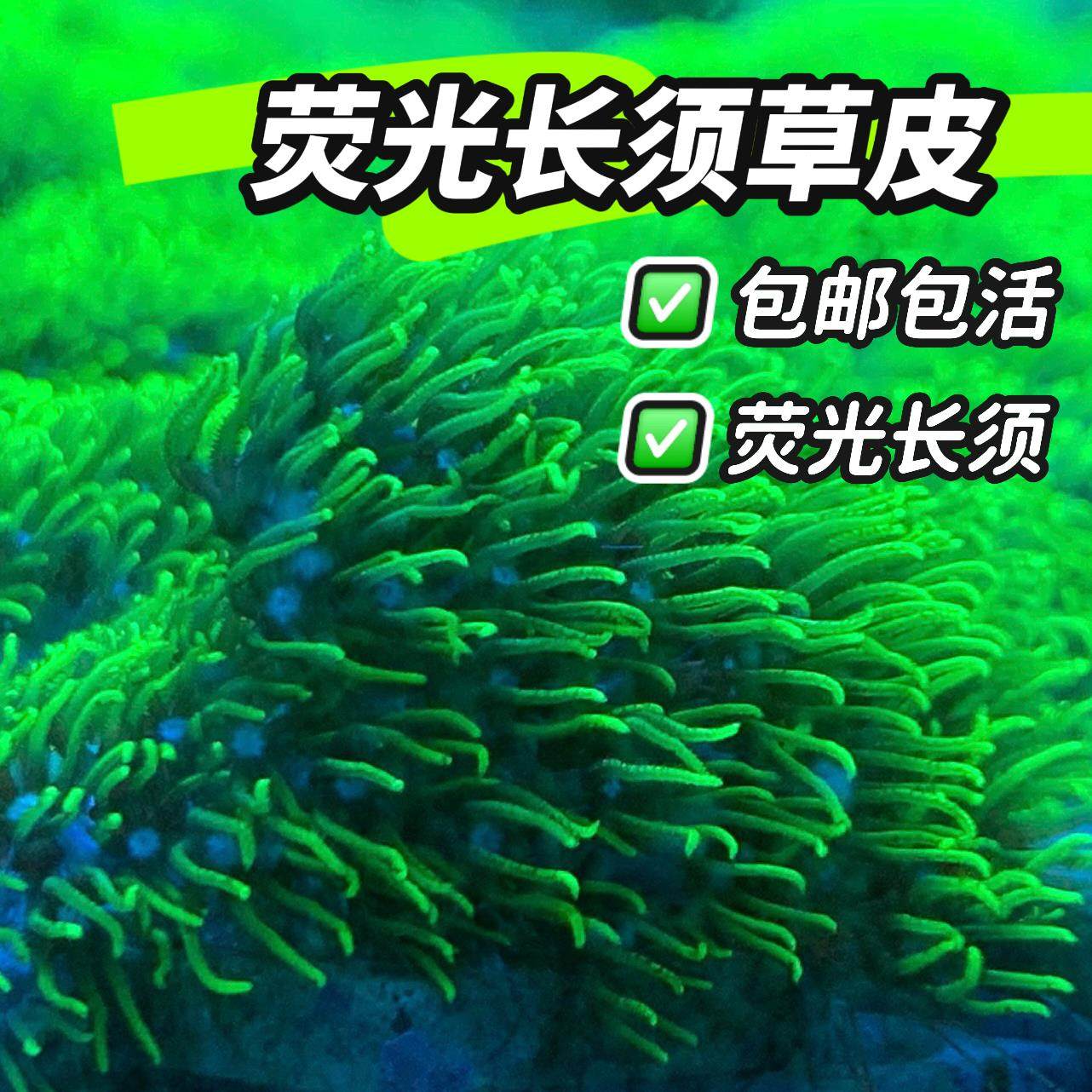草皮珊瑚荧光绿长须软体珊瑚草皮长须绿草皮皮革手星花海水缸,宠物/宠物食品及用品,珊瑚/海葵,淘宝优惠券,粉丝福利购,淘宝优惠卷