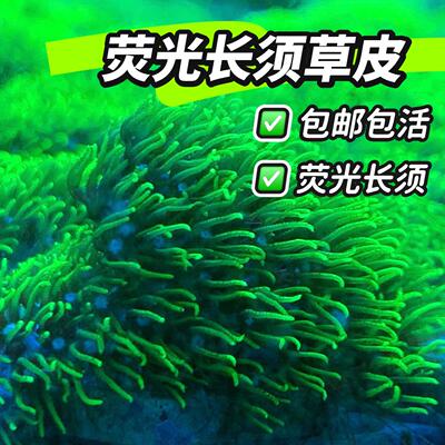 草皮珊瑚荧光绿长须软体珊瑚草皮长须绿草皮皮革手星花海水缸