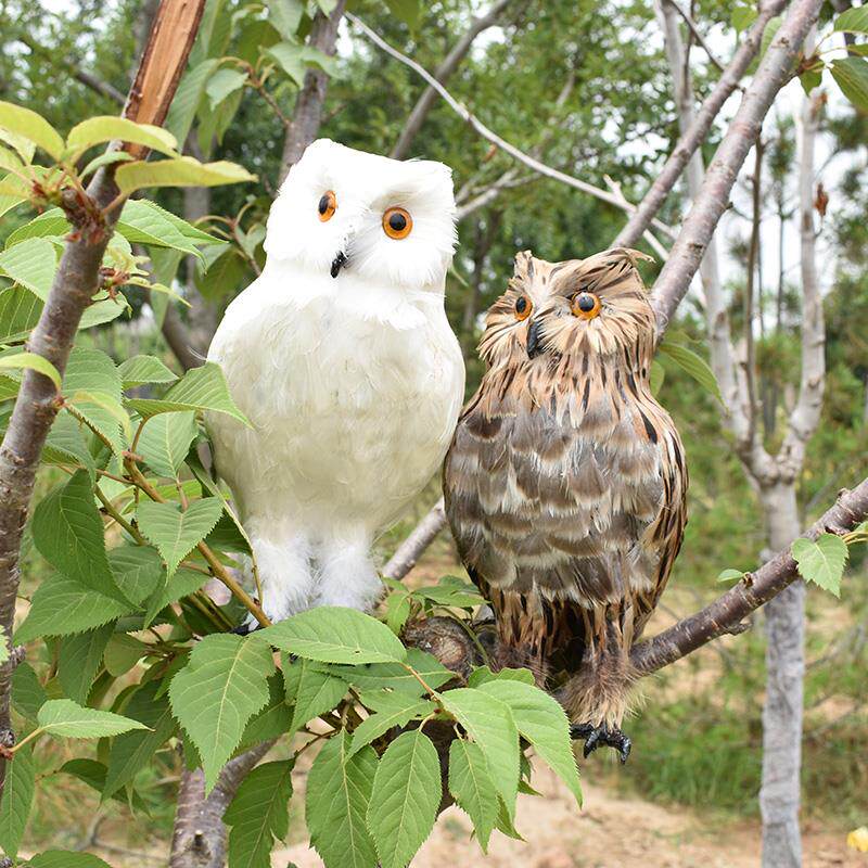 真羽毛仿真猫头鹰静态动物模型羽毛标本摆件摄影道具家居商场摆件