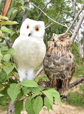 真羽毛仿真猫头鹰静态动物模型羽毛标本摆件摄影道具家居商场摆件