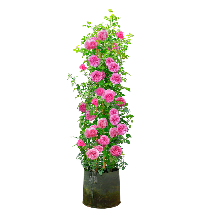 龙沙宝石藤本月季花苗特大蔷薇爬藤四季欧月庭院花卉植物玫瑰盆栽