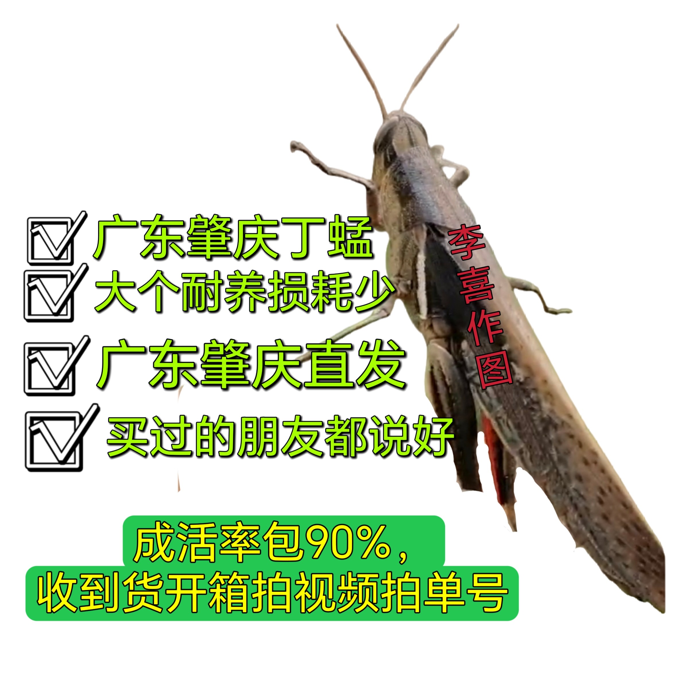 广东丁蜢大个野生活体画眉鸟鸟食活食花腿画眉提性收身上力耐力强