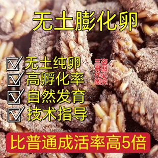 无土膨化卵蝗虫卵蚂蚱卵东亚飞蝗蚱蜢种苗新鲜卵胡蜂马蜂饲料鸟食