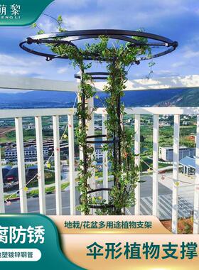 伞形花架月季爬藤架园艺支架阳台庭院户外玫瑰攀爬支伸缩杆花类架
