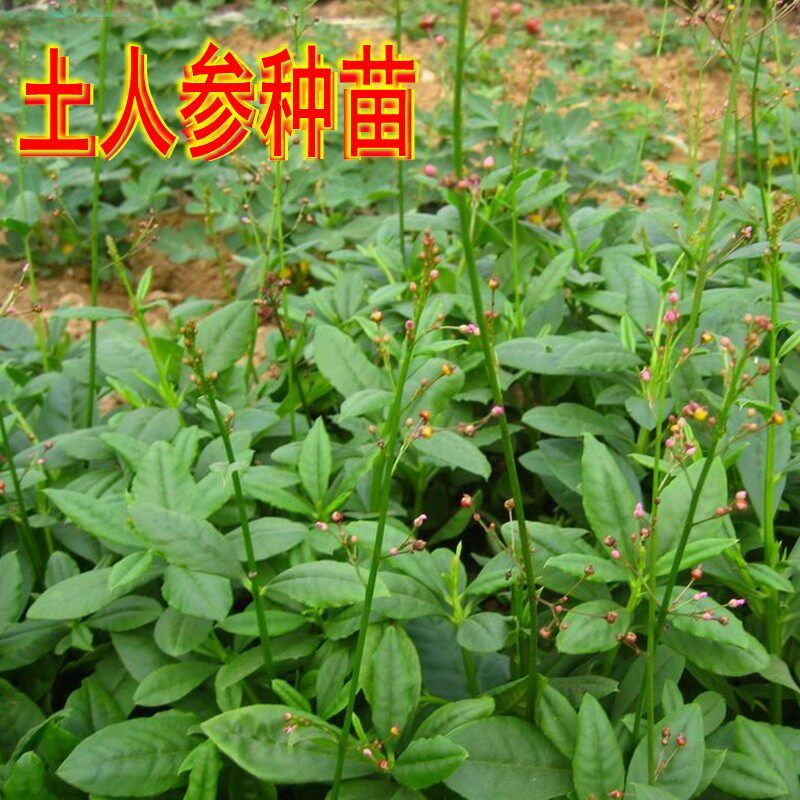 现挖新鲜可种植土人参苗子高丽参假人参带根参草可阳台盆栽包邮