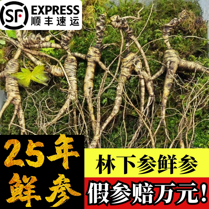 泡酒人参鲜参东北长白山林下参籽货籽参野山参新鲜人参桓仁老山参