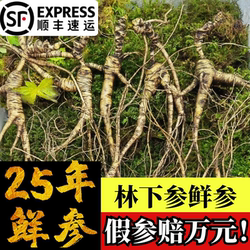 泡酒人参鲜参东北长白山林下参籽货籽参野山参新鲜人参桓仁老山参