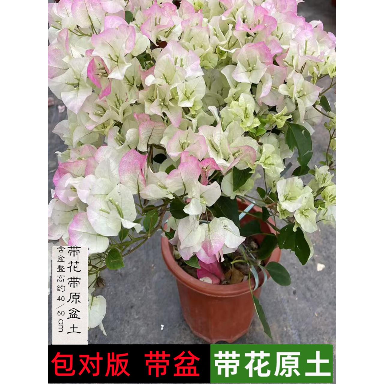 重瓣三角梅四季开花盆栽带花老桩漳红樱绿樱勤花品种爬藤苗好养活