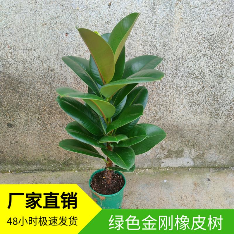 绿色黑金刚橡皮树花叶子苗老桩盆栽绿植植物室内易活四季客厅花卉